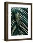 Hyperolius Viridiflavus (Common Reed Frog)-Paul Starosta-Framed Photographic Print