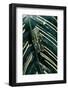 Hyperolius Viridiflavus (Common Reed Frog)-Paul Starosta-Framed Photographic Print