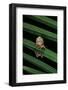 Hyperoliusi Fusciventris (Lime Reed Frog)-Paul Starosta-Framed Photographic Print