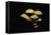 Hypholoma Fasciculare (Sulphur Tuft, Clustered Woodlover)-Paul Starosta-Framed Stretched Canvas