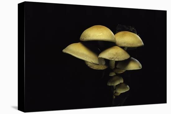 Hypholoma Fasciculare (Sulphur Tuft, Clustered Woodlover)-Paul Starosta-Stretched Canvas