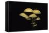 Hypholoma Fasciculare (Sulphur Tuft, Clustered Woodlover)-Paul Starosta-Framed Stretched Canvas