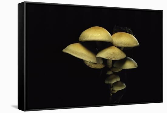 Hypholoma Fasciculare (Sulphur Tuft, Clustered Woodlover)-Paul Starosta-Framed Stretched Canvas