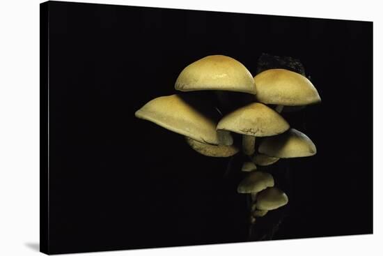 Hypholoma Fasciculare (Sulphur Tuft, Clustered Woodlover)-Paul Starosta-Stretched Canvas
