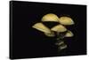 Hypholoma Fasciculare (Sulphur Tuft, Clustered Woodlover)-Paul Starosta-Framed Stretched Canvas