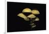 Hypholoma Fasciculare (Sulphur Tuft, Clustered Woodlover)-Paul Starosta-Framed Photographic Print