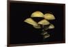 Hypholoma Fasciculare (Sulphur Tuft, Clustered Woodlover)-Paul Starosta-Framed Photographic Print