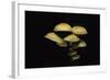 Hypholoma Fasciculare (Sulphur Tuft, Clustered Woodlover)-Paul Starosta-Framed Photographic Print