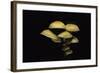 Hypholoma Fasciculare (Sulphur Tuft, Clustered Woodlover)-Paul Starosta-Framed Photographic Print