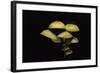 Hypholoma Fasciculare (Sulphur Tuft, Clustered Woodlover)-Paul Starosta-Framed Photographic Print