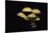 Hypholoma Fasciculare (Sulphur Tuft, Clustered Woodlover)-Paul Starosta-Mounted Photographic Print