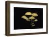 Hypholoma Fasciculare (Sulphur Tuft, Clustered Woodlover)-Paul Starosta-Framed Photographic Print