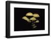 Hypholoma Fasciculare (Sulphur Tuft, Clustered Woodlover)-Paul Starosta-Framed Photographic Print