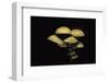 Hypholoma Fasciculare (Sulphur Tuft, Clustered Woodlover)-Paul Starosta-Framed Photographic Print