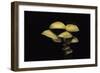 Hypholoma Fasciculare (Sulphur Tuft, Clustered Woodlover)-Paul Starosta-Framed Photographic Print