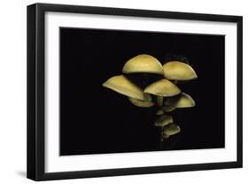 Hypholoma Fasciculare (Sulphur Tuft, Clustered Woodlover)-Paul Starosta-Framed Photographic Print