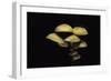 Hypholoma Fasciculare (Sulphur Tuft, Clustered Woodlover)-Paul Starosta-Framed Photographic Print