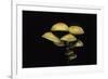 Hypholoma Fasciculare (Sulphur Tuft, Clustered Woodlover)-Paul Starosta-Framed Photographic Print