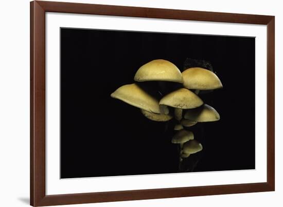 Hypholoma Fasciculare (Sulphur Tuft, Clustered Woodlover)-Paul Starosta-Framed Photographic Print