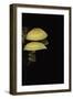 Hypholoma Fasciculare (Sulphur Tuft, Clustered Woodlover)-Paul Starosta-Framed Photographic Print