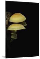 Hypholoma Fasciculare (Sulphur Tuft, Clustered Woodlover)-Paul Starosta-Mounted Photographic Print