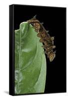 Hypna Clytemnestra (Jazzy Leafwing, Marbled Leafwing) - Caterpillar-Paul Starosta-Framed Stretched Canvas