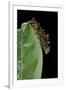 Hypna Clytemnestra (Jazzy Leafwing, Marbled Leafwing) - Caterpillar-Paul Starosta-Framed Premium Photographic Print