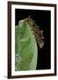 Hypna Clytemnestra (Jazzy Leafwing, Marbled Leafwing) - Caterpillar-Paul Starosta-Framed Premium Photographic Print