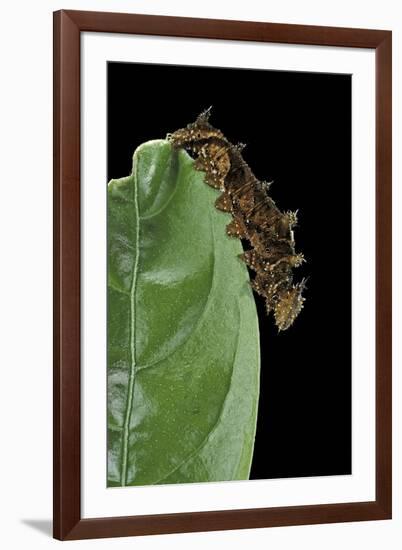 Hypna Clytemnestra (Jazzy Leafwing, Marbled Leafwing) - Caterpillar-Paul Starosta-Framed Premium Photographic Print