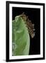 Hypna Clytemnestra (Jazzy Leafwing, Marbled Leafwing) - Caterpillar-Paul Starosta-Framed Premium Photographic Print