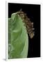 Hypna Clytemnestra (Jazzy Leafwing, Marbled Leafwing) - Caterpillar-Paul Starosta-Framed Premium Photographic Print