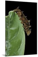 Hypna Clytemnestra (Jazzy Leafwing, Marbled Leafwing) - Caterpillar-Paul Starosta-Mounted Premium Photographic Print
