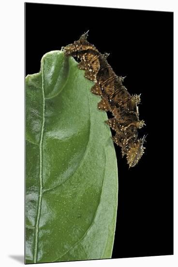 Hypna Clytemnestra (Jazzy Leafwing, Marbled Leafwing) - Caterpillar-Paul Starosta-Mounted Premium Photographic Print