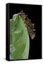 Hypna Clytemnestra (Jazzy Leafwing, Marbled Leafwing) - Caterpillar-Paul Starosta-Framed Stretched Canvas