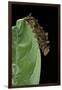 Hypna Clytemnestra (Jazzy Leafwing, Marbled Leafwing) - Caterpillar-Paul Starosta-Framed Photographic Print