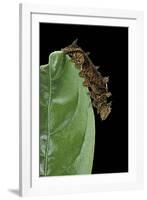 Hypna Clytemnestra (Jazzy Leafwing, Marbled Leafwing) - Caterpillar-Paul Starosta-Framed Photographic Print