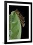 Hypna Clytemnestra (Jazzy Leafwing, Marbled Leafwing) - Caterpillar-Paul Starosta-Framed Photographic Print