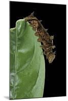 Hypna Clytemnestra (Jazzy Leafwing, Marbled Leafwing) - Caterpillar-Paul Starosta-Mounted Photographic Print