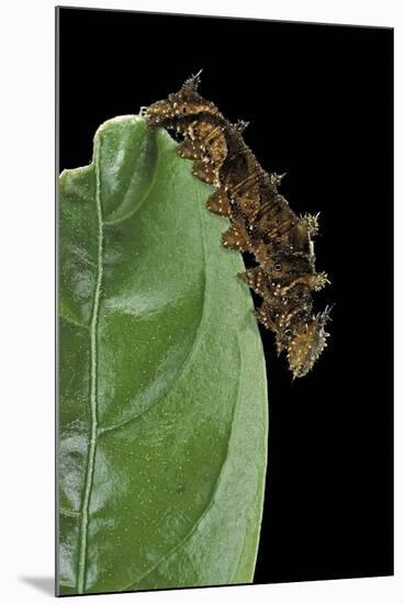 Hypna Clytemnestra (Jazzy Leafwing, Marbled Leafwing) - Caterpillar-Paul Starosta-Mounted Photographic Print