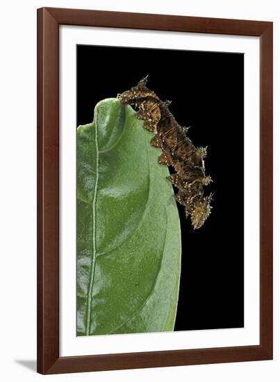 Hypna Clytemnestra (Jazzy Leafwing, Marbled Leafwing) - Caterpillar-Paul Starosta-Framed Photographic Print