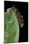 Hypna Clytemnestra (Jazzy Leafwing, Marbled Leafwing) - Caterpillar-Paul Starosta-Mounted Photographic Print