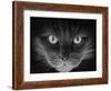 Hypno Cat-Stephen Ainsworth-Framed Giclee Print
