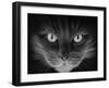 Hypno Cat-Stephen Ainsworth-Framed Giclee Print