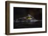 Hypnotic-Gaetano Cessati-Framed Photographic Print