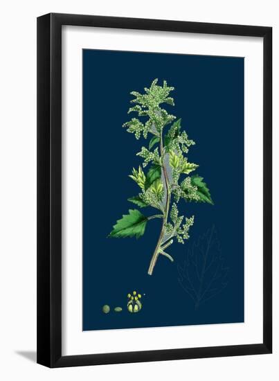 Hypochoeris Maculata; Spotted Cat'S-Ear-null-Framed Giclee Print