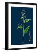 Hypochoeris Radicata; Long-Rooted Cat's-Ear-null-Framed Giclee Print