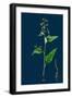 Hypochoeris Radicata; Long-Rooted Cat's-Ear-null-Framed Giclee Print