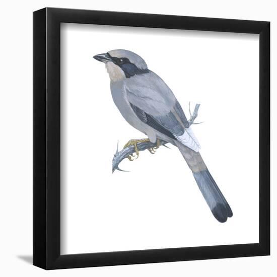 Hypocoly (Hypocolius Ampelinus), Birds-Encyclopaedia Britannica-Framed Poster