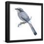 Hypocoly (Hypocolius Ampelinus), Birds-Encyclopaedia Britannica-Framed Poster