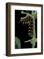 Hypolimnas Bolina (Great Eggfly, Blue Moon Butterfly) - Caterpillar with Orange Spines-Paul Starosta-Framed Photographic Print